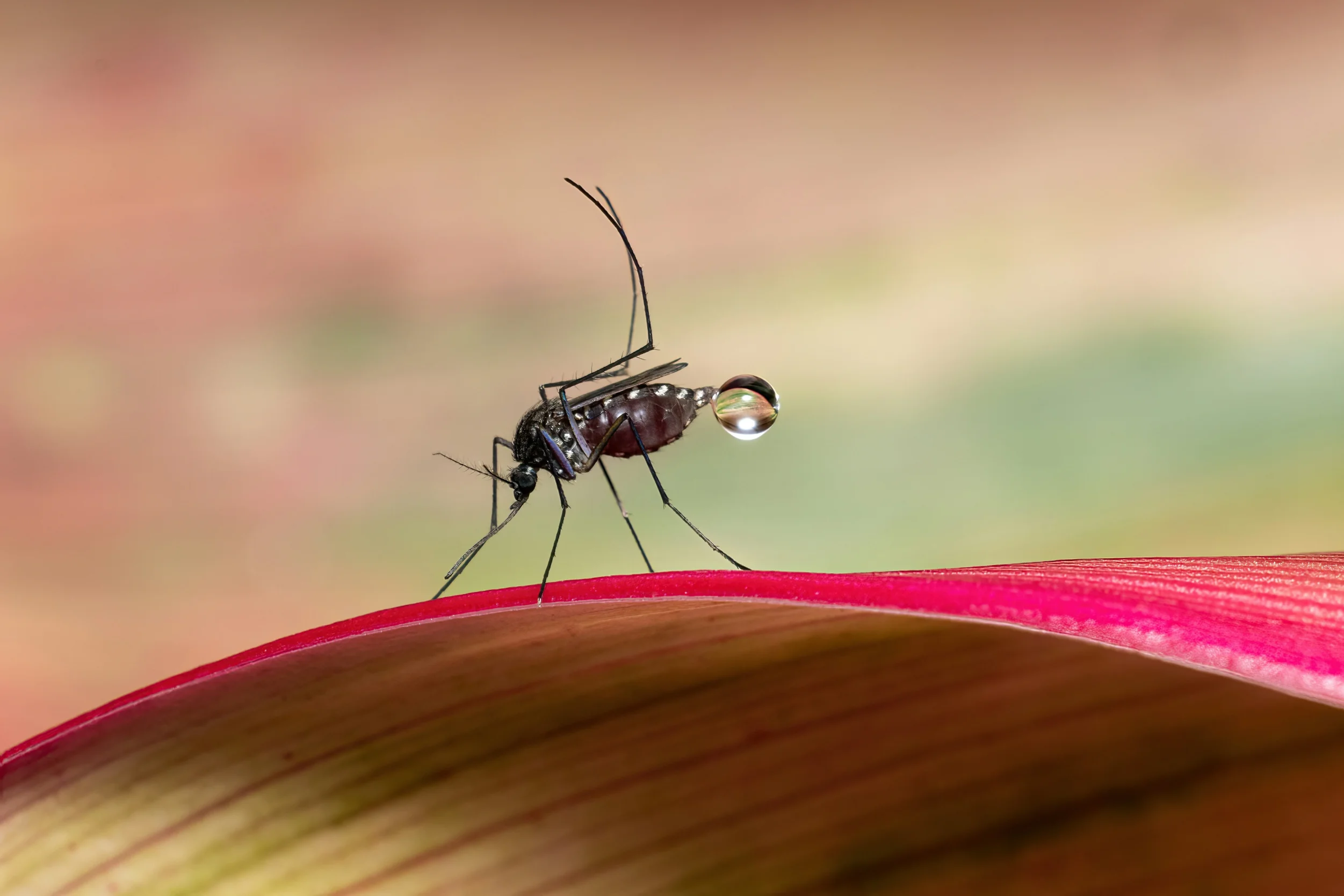 Beksyttelse mod malaria på rejsen